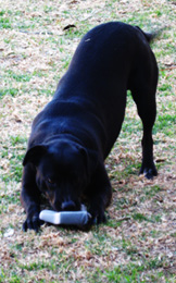 The dog Karma? aka Maggie.